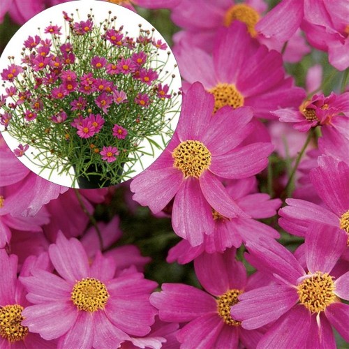 Coreopsis lanceolata 'Pink Lady' - Süstjas neiusilm 'Pink Lady' P9/0,55L